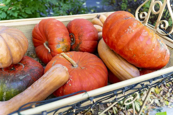 Pompoenen Kar Herfst Stilleven Hoge Kwaliteit Foto — Stockfoto