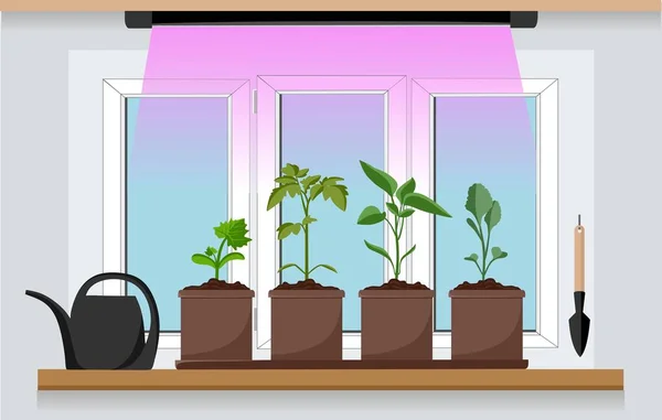 Jardín Vegetal Ventana Con Plántulas Cultivo Plantas Jardín Con Luz — Archivo Imágenes Vectoriales