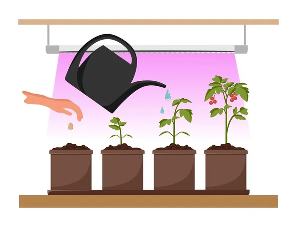 Etapas Crecimiento Planta Bajo Phytolamp Cultivo Plantas Jardín Con Luz — Vector de stock
