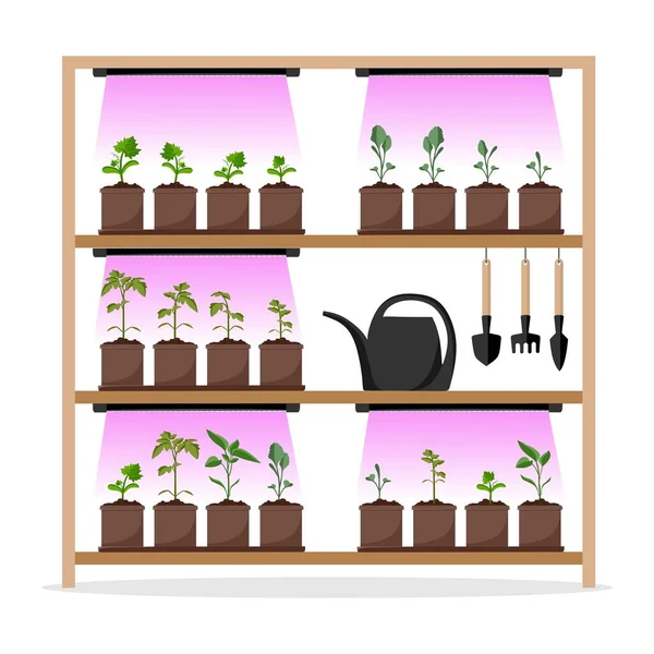 Vegetable Garden Shelves Artificial Lighting Seedlings Growing Garden Plants Purple — Stock Vector