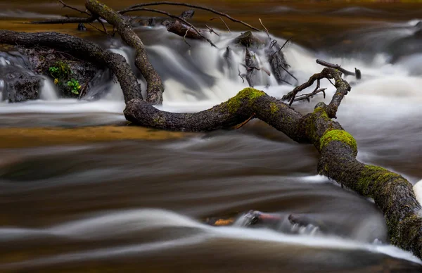 Lying Tree Rushing River Szumy Nad Tanwia Nature Reserve — Stock Photo, Image