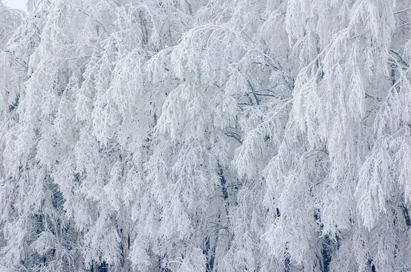 Winterlandschap Met Sneeuw Bedekte Bomen Overhangende Boomtakken Buigen Onder Het — Stockfoto