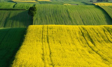 Roztocze 'de bahar çiftliği. Lublin bölgesi. Ön planda çiçek açan bir kolza tohumu tarlası.