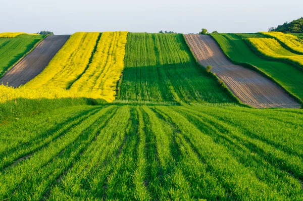 Spring Farmland Roztocze Lublin Province Foreground Field Flowering Rapeseed — Stock Photo, Image