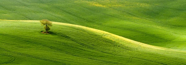 Toscana Maio Vista Dos Campos Verdes Iluminados Pelos Raios Sol — Fotografia de Stock