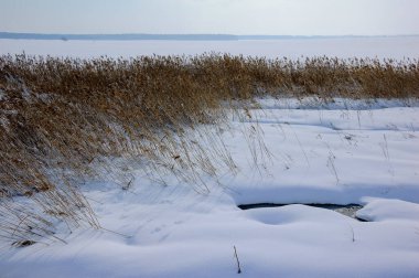 Kış Roztocze. Kar tarlalarının arka planında kuru sazlar.