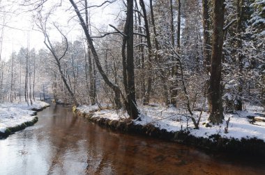 Kış manzarası. Sopot nehri ormanda akıyor..