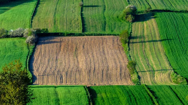Landwirtschaftliche Felder Roztocze Polen Frühling — Stockfoto
