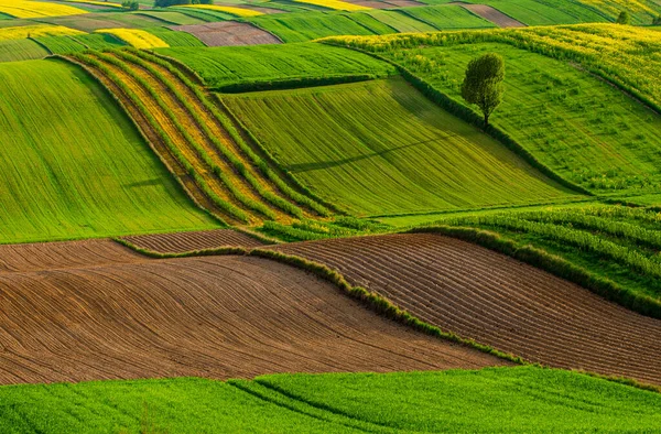 Campos Agrícolas Roztocze Polônia Primavera — Fotografia de Stock