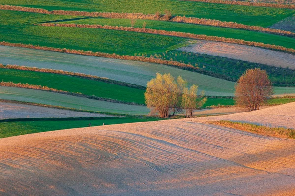 Campos Agrícolas Roztocze Polônia Primavera — Fotografia de Stock