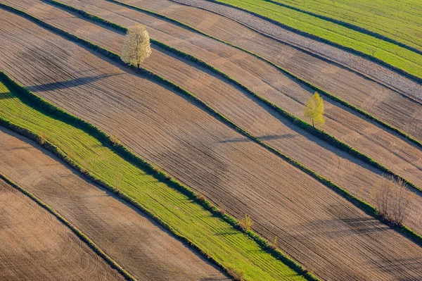 Dos Árboles Tierras Cultivo Primavera —  Fotos de Stock