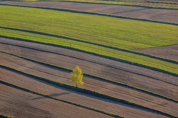 Campos Agrícolas Roztocze Polonia Primavera — Foto de Stock