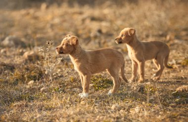 Kırmızının sonbaharında, doğada bir melez köpeğin iki yavrusu.