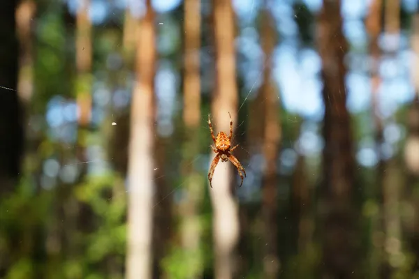 Orbweaver Örümceği Doğal Orman Habitatında Örümcek Ağıyla Taçlandırıldı Araneidae Araneus — Stok fotoğraf