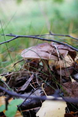 Geyik mantarı pluteus sonbahar ormanındaki yapraklar ve dallar arasında. Fawn geyik kalkanı, geyik renkli mantar, pluteus cervinus