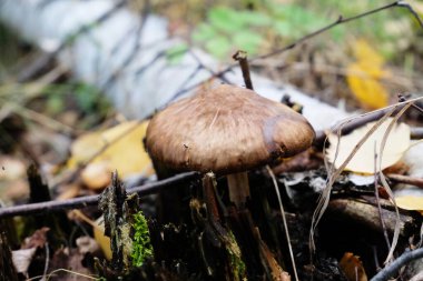Geyik mantarı pluteus sonbahar ormanındaki yapraklar ve dallar arasında. Fawn geyik kalkanı, geyik renkli mantar, pluteus cervinus
