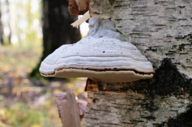 Sonbahar ormanındaki ağaçta Tinder mantarı köpükleri. Tinder polipore toynak mantarı yakın plan.