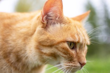 Yeşil gözlü turuncu kedi. vahşi doğanın arka planında.