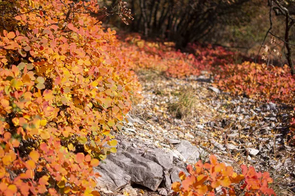 Autumn Path Falling Colored Leaves — Stock Photo, Image