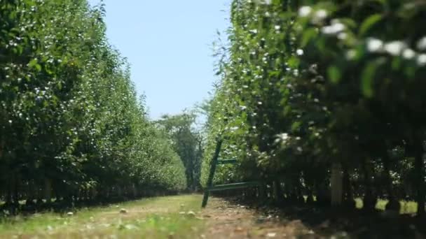 Satırları olan elma ağaçlarının — Stok video
