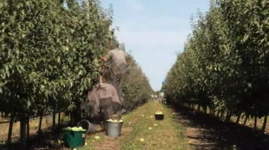 Meyve bahçesinde elma hasat eden insanlar..