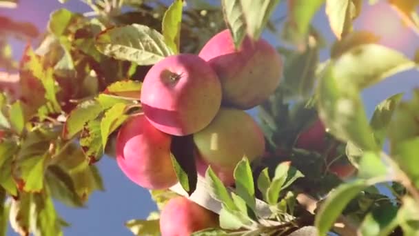 Великі червоні яблука на гілці дерева дозрівають під яскравим сонячним світлом — стокове відео