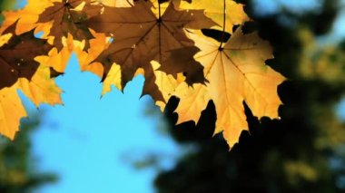 Sarı akçaağaç yapraklarından damlayan yağmur damlaları güneş ışığıyla aydınlatılır.