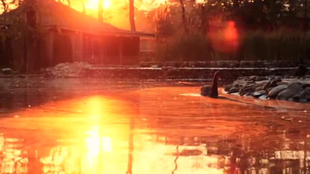Spokojne jezioro z łabędziem pływającym na wodzie o zachodzie pomarańczowego słońca — Wideo stockowe