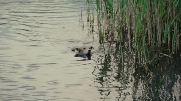 Perro doméstico de pelo claro nada en el río más allá de las cañas altas — Vídeos de Stock
