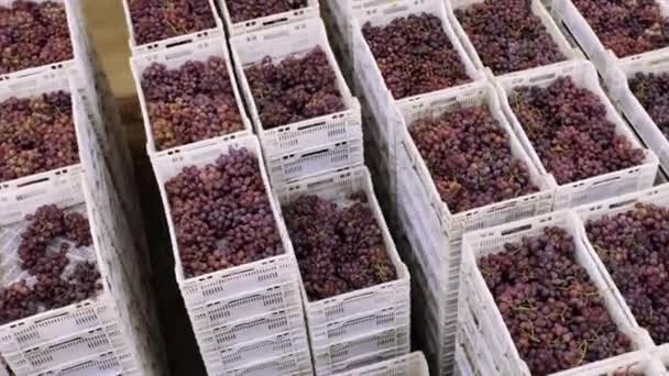 Winogrona w plastikowych skrzyniach przechowywanych w produktach magazynowych. — Wideo stockowe