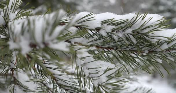 Neve Fresca Caduta Sempreverde — Video Stock