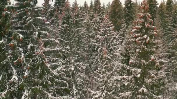 Drone Vista Del Bosque Nevado Invierno — Vídeo de stock