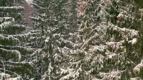 Incrível Vista Drone Floresta Nevada Inverno — Vídeo de Stock