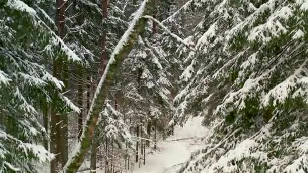 雪に覆われたモミの木の素晴らしい空中風景 — ストック動画