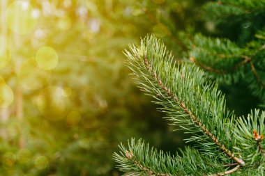 Çam dalı ve bokeh ile Noel arkaplanı