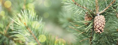 Çam dalı ve bokeh ile Noel arkaplanı