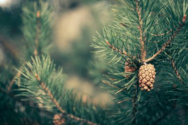 Çam dalları ve koni ile arkaplan, Noel arkaplan, vintage işleme