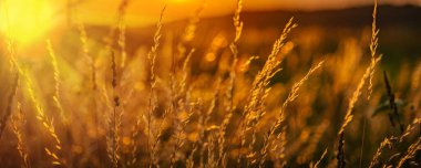 Ormanda gün batımında soyut doğal arkaplan