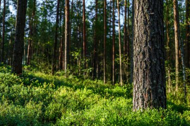 Orman manzarası gün batımında, doğal arka plan