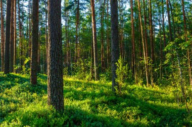 Orman manzarası gün batımında, doğal arka plan