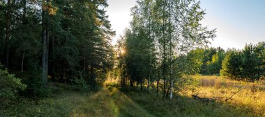 Güzel bir ormanda gün batımı, doğayla iç içe.