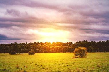 Gün batımında çayırda bir ağaçla güzel bir manzara.