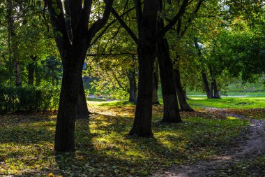 Şehir parkında ağaçlarla çevrili bir manzara.