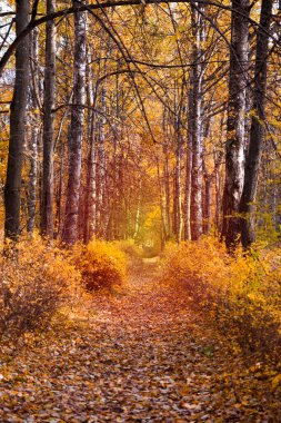 Sonbahar yeşillikleri ve ağaçları olan doğa parkı
