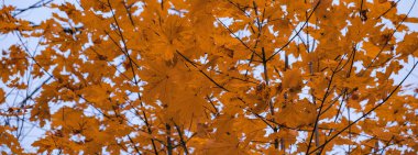 arka planını turuncu sonbahar yaprakları