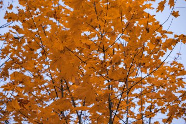 arka planını turuncu sonbahar yaprakları