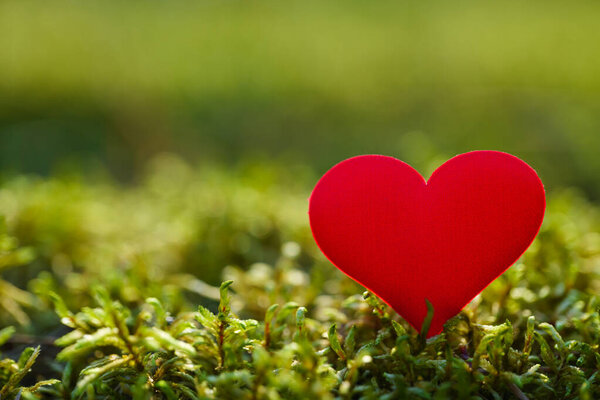 a concept with a beautiful heart in the forest at sunset