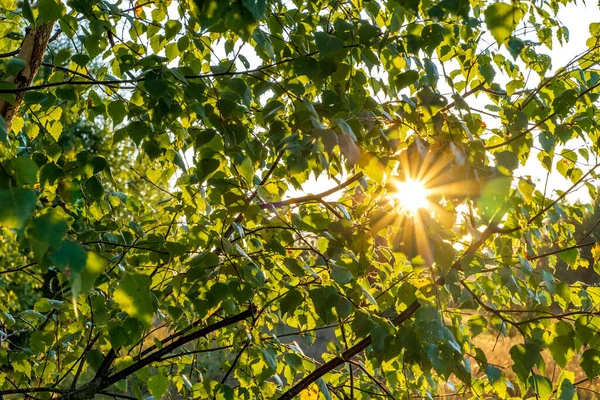 huş yaprakları ve güneş ışığıyla arka plan