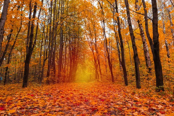 Jesienny Krajobraz Żółtymi Liśćmi Park Miejski — Zdjęcie stockowe