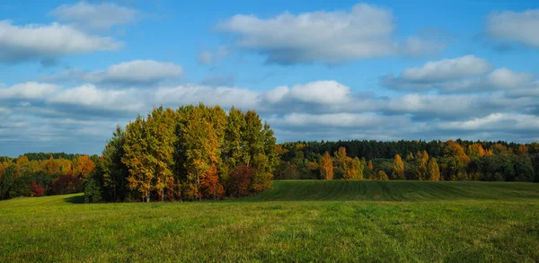Yeşil çayırdaki bir ağaçla doğal arka plan